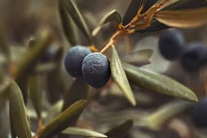 Olive de variété Cayane ou cayon pour huile d'olive fruité mûr