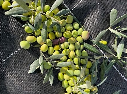 Récolte pour l'huile d'olive aglandau fruité vert